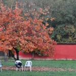 il nostro albero in autunno